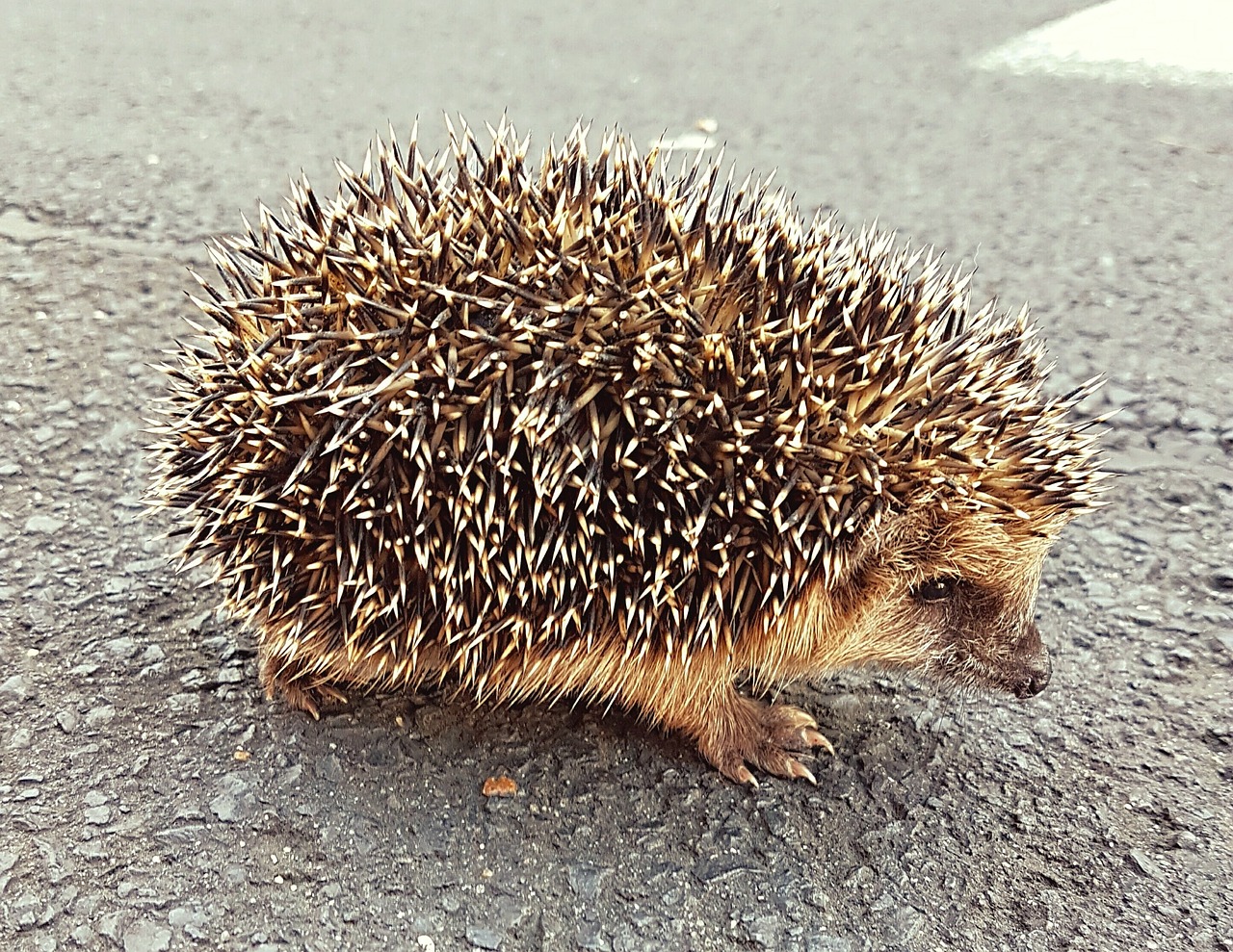 Adorable Hedgehog Crafts for Kids